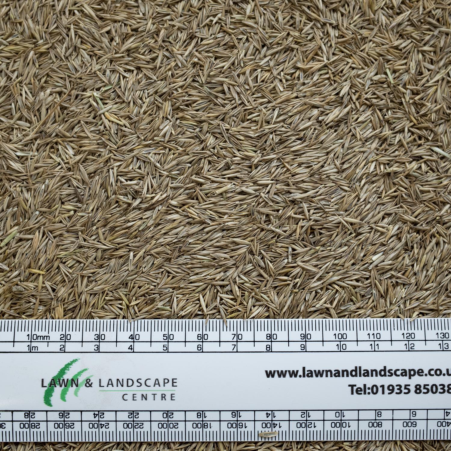lawn grass seed
