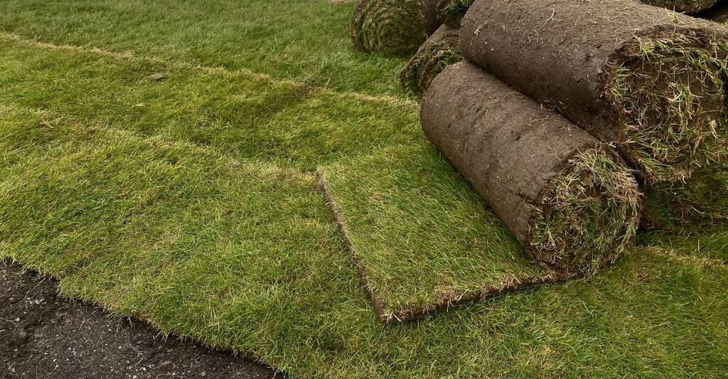 How Long Does Turf Take to Root?
