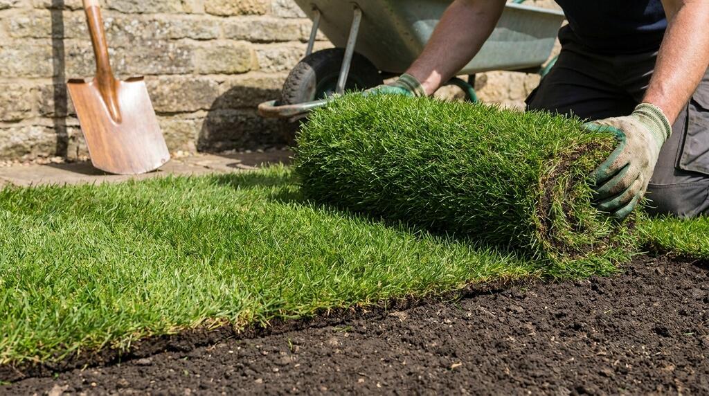 Lawn Turf Buying Guide: How to Choose Quality Turf