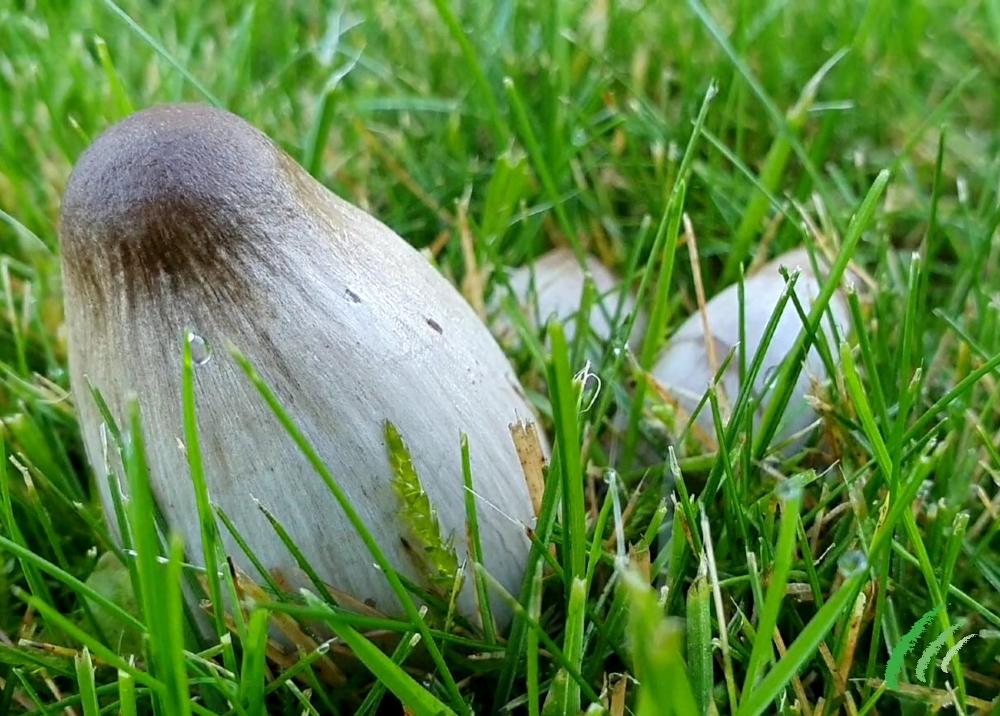 Mushrooms in your Turf