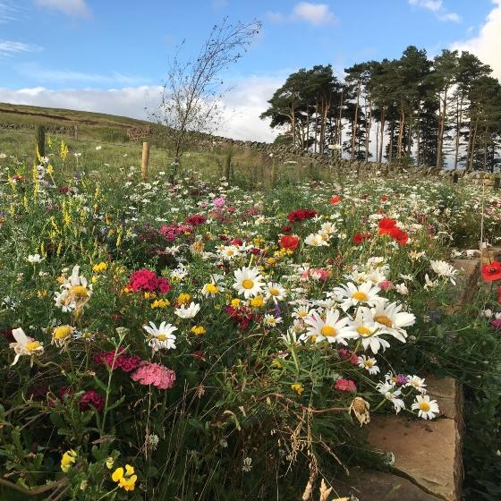 Colourful wildflower meadow with different flower species