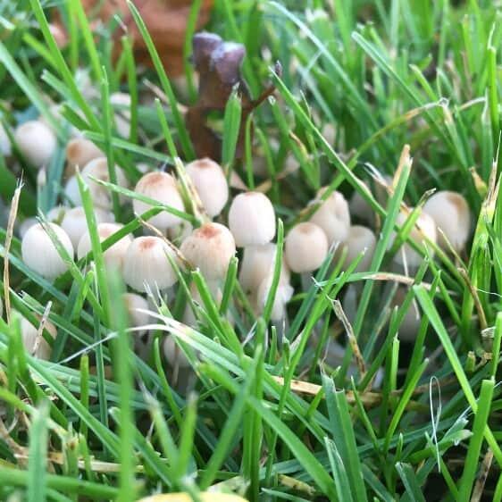 Mushrooms in Warm Weather