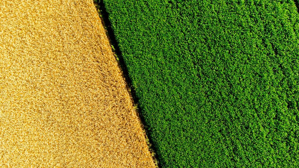 Clover Turf vs Traditional Lawn Turf: Which Works Better for Low-Maintenance Gardens?