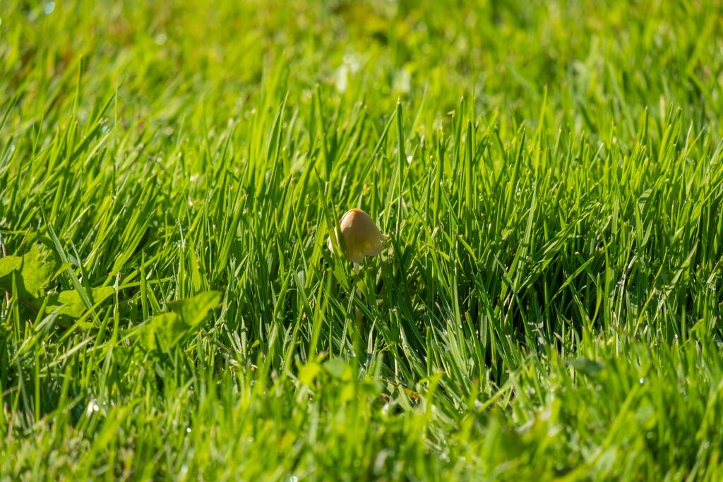 Best Turf for Dorset and Somerset Gardens: How to Choose the Right Lawn for Local Conditions