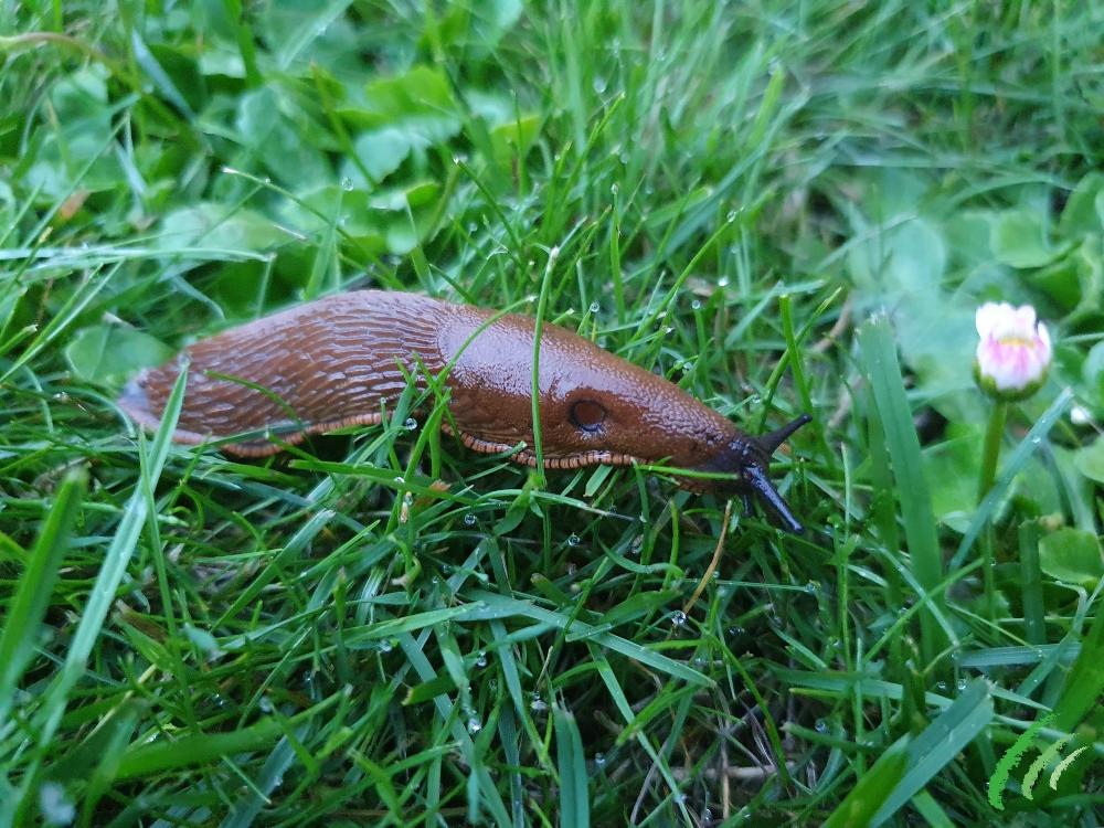 Slug on Lawn