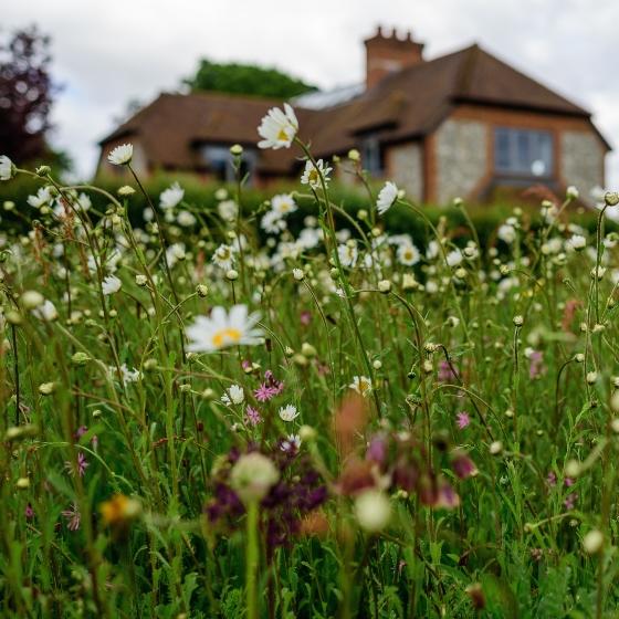 Wildflower turf with house in background