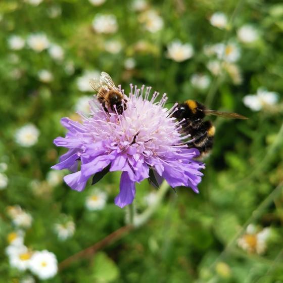 Bees on purple scabious wildflower