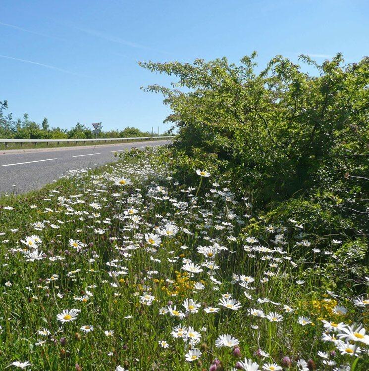 Wildflower & Grass Mixtures