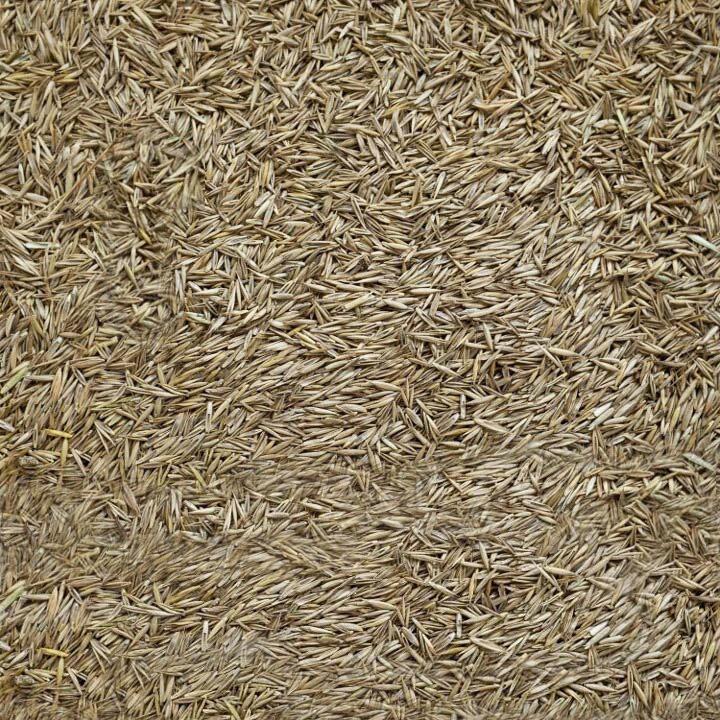 Grass Seed