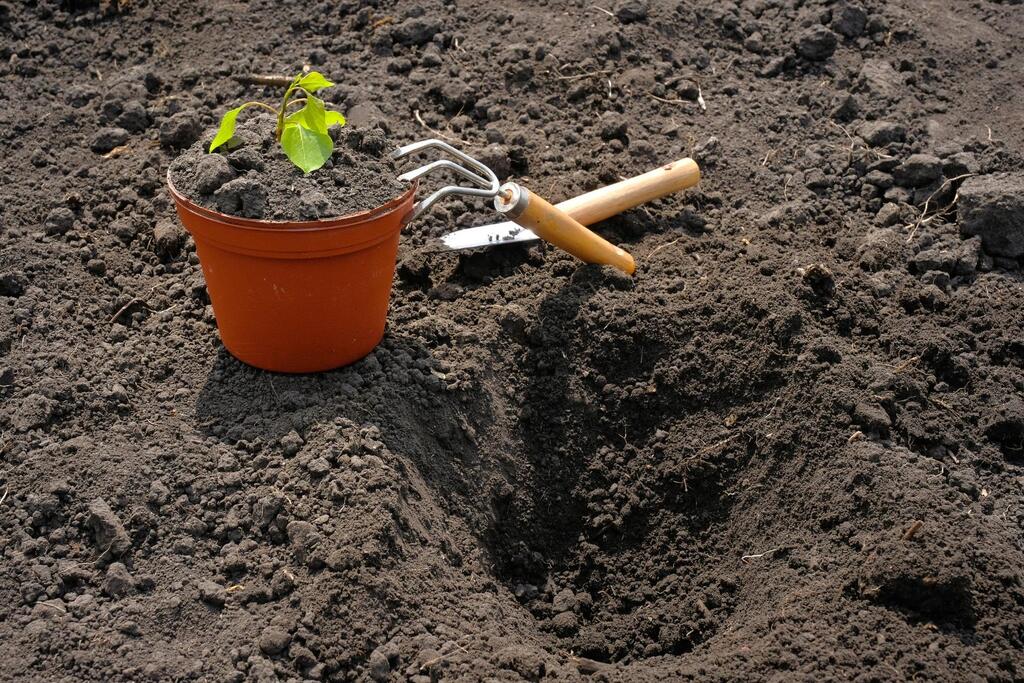 Why Good Topsoil Makes the Difference Between Average Turf and a Better Lawn