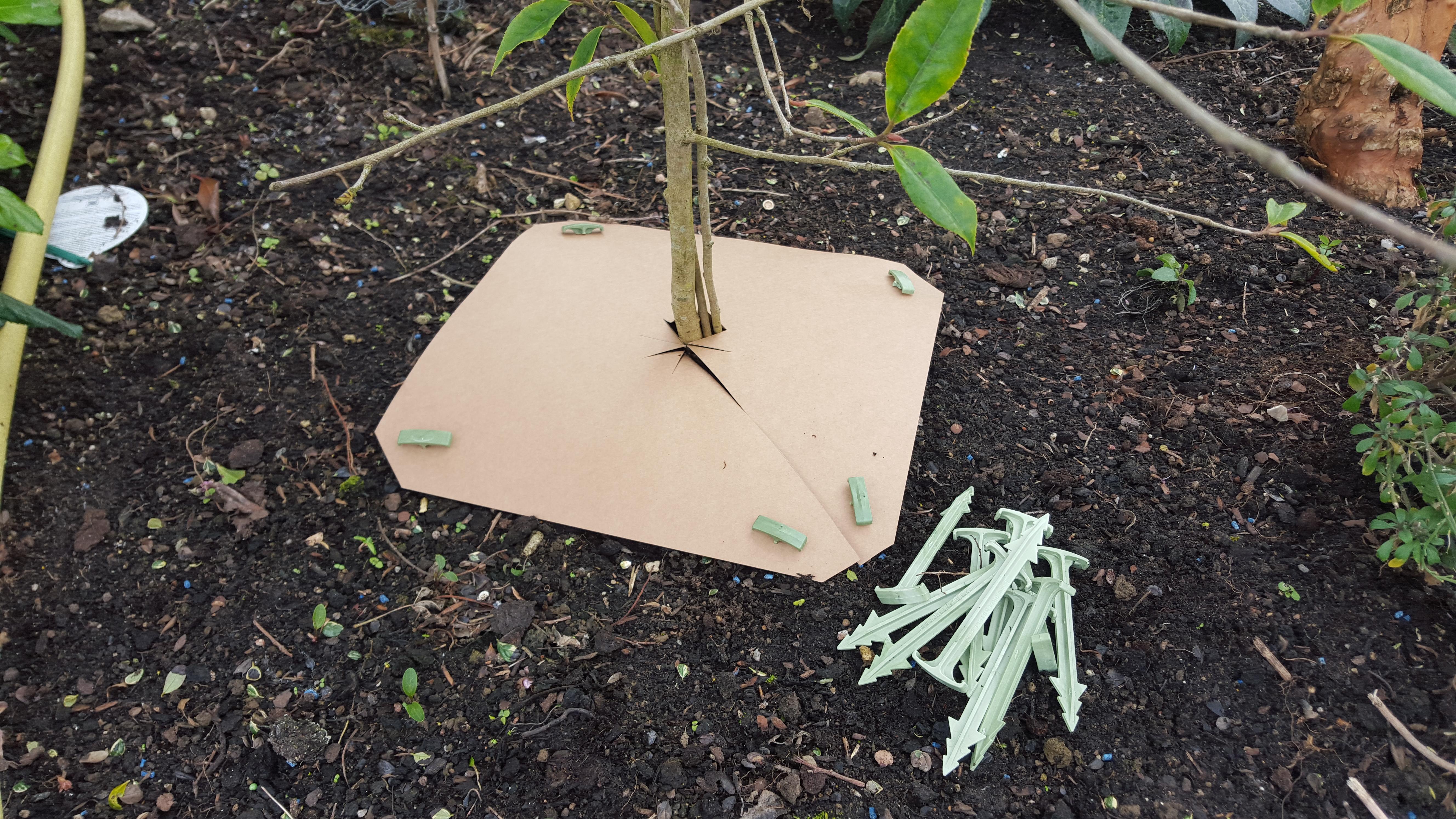 one biodegradable mulch mat on the ground around a tree with pegs