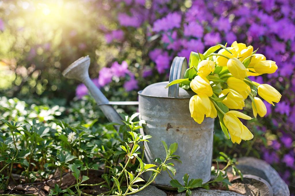 9 Top Tips to Save Money in your Garden in Hot Weather