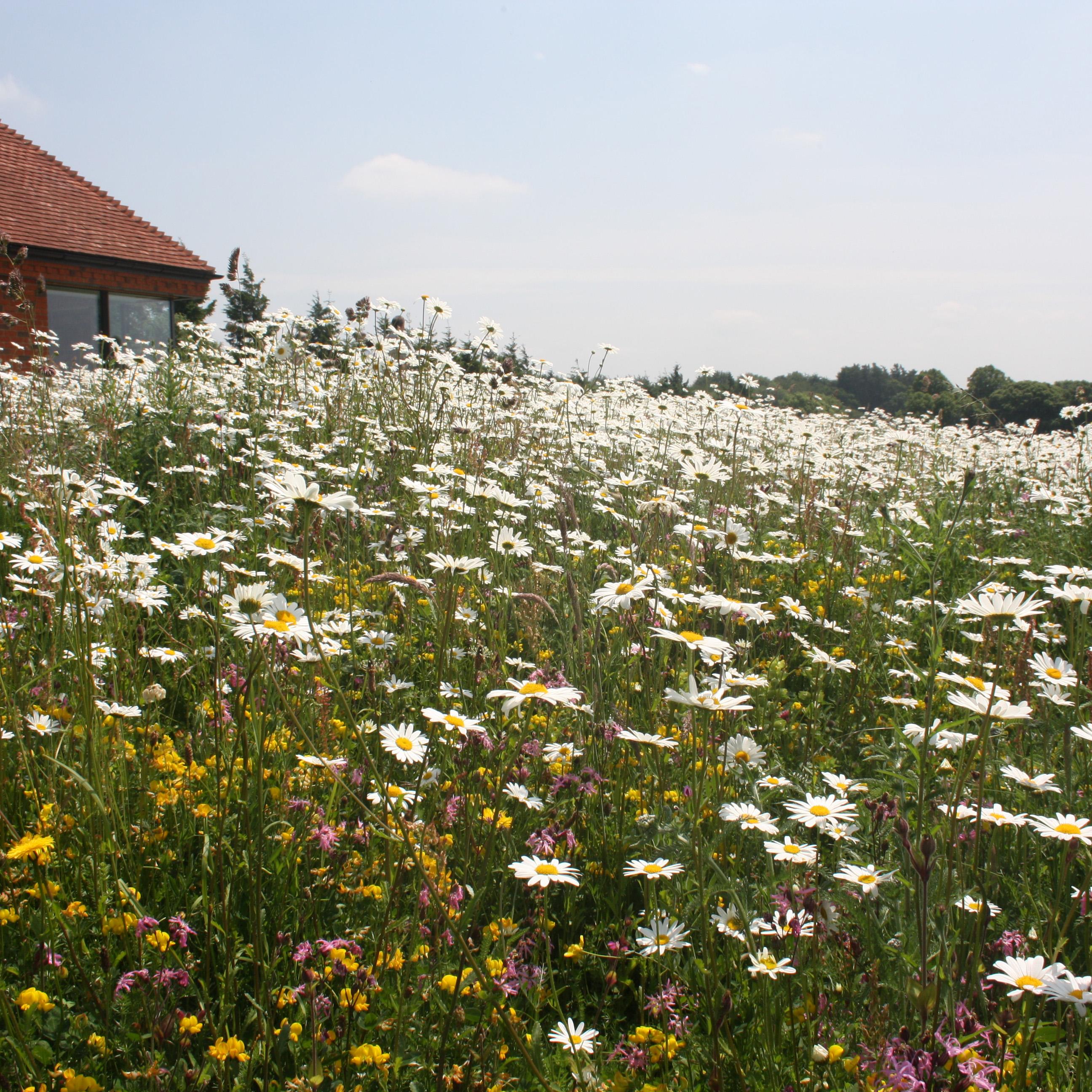 A field of wildflower daisies in front of a building