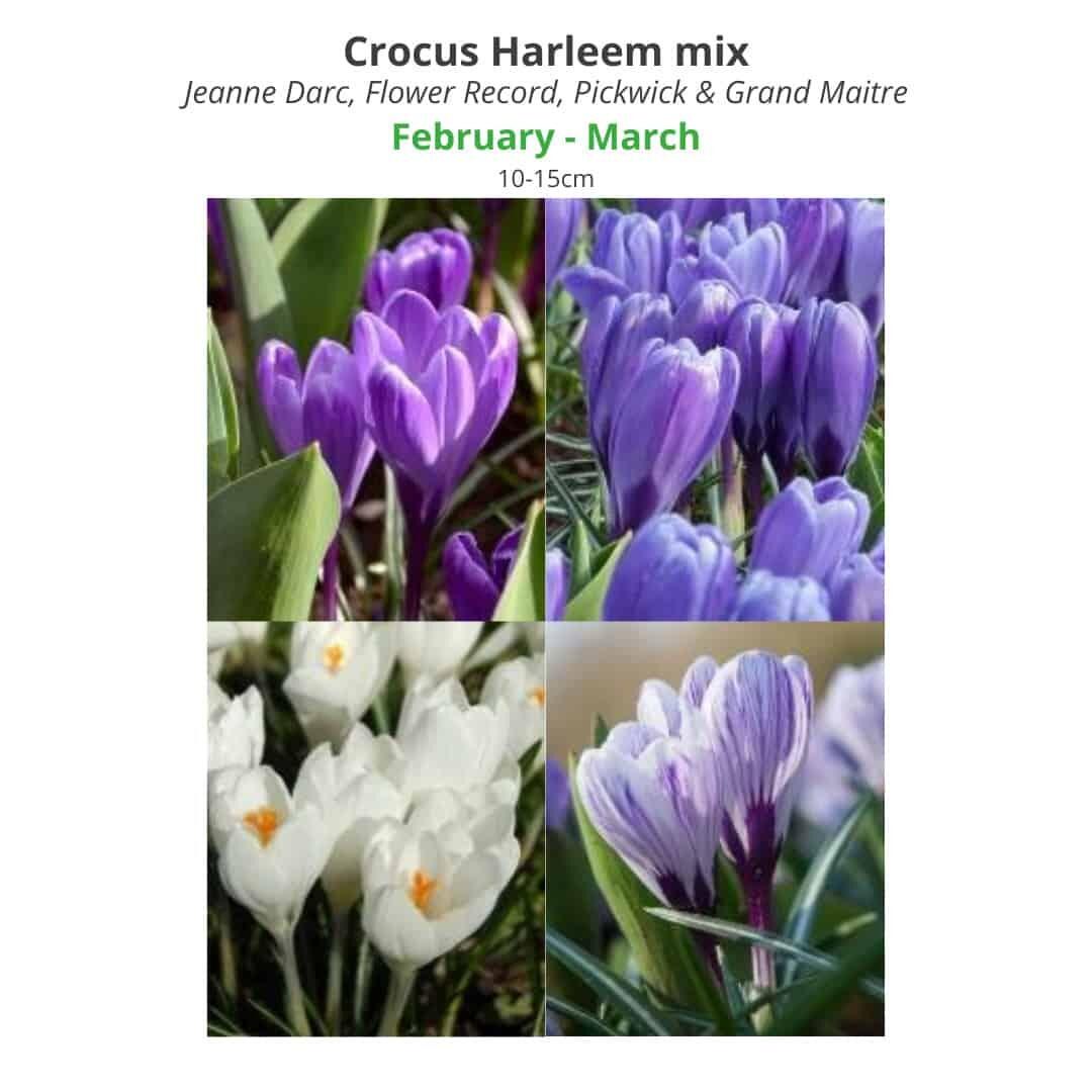 Crocus Harleem Mix