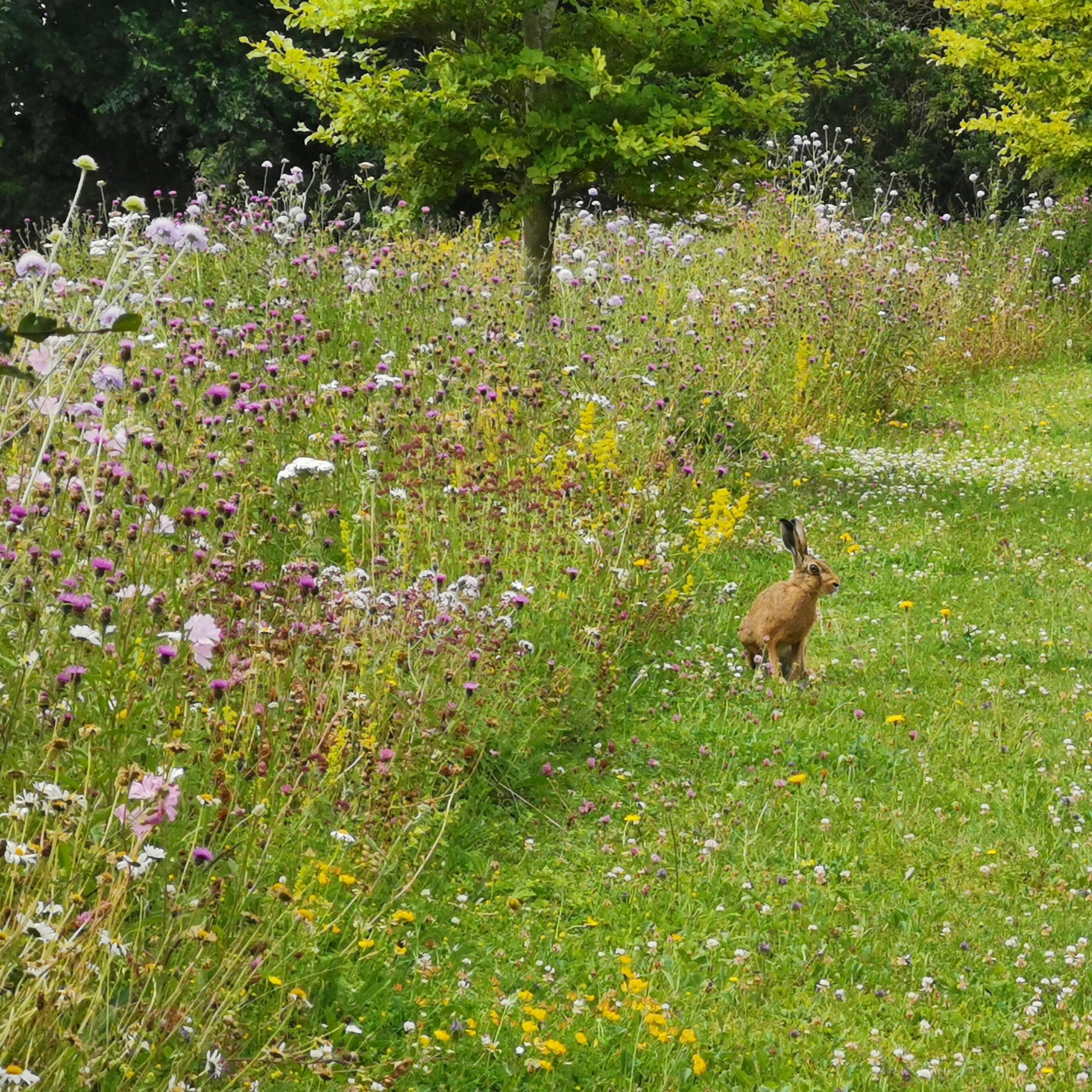 Hare in front of wildflower