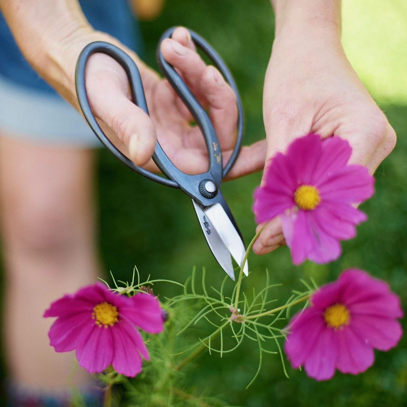 Lady using Sentei Garden Scissors to cut pink flowers