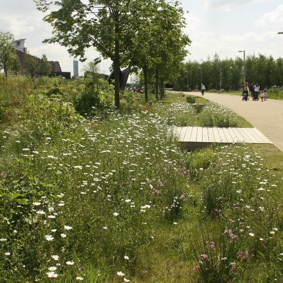 Public footpath next to wildflower verge with wooden walkways