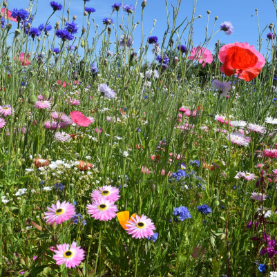 100% Wildflower Seed Mixes