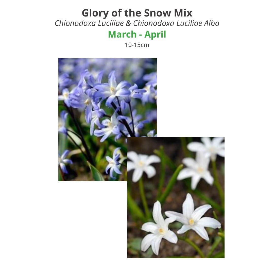 Glory of the Snow Mix