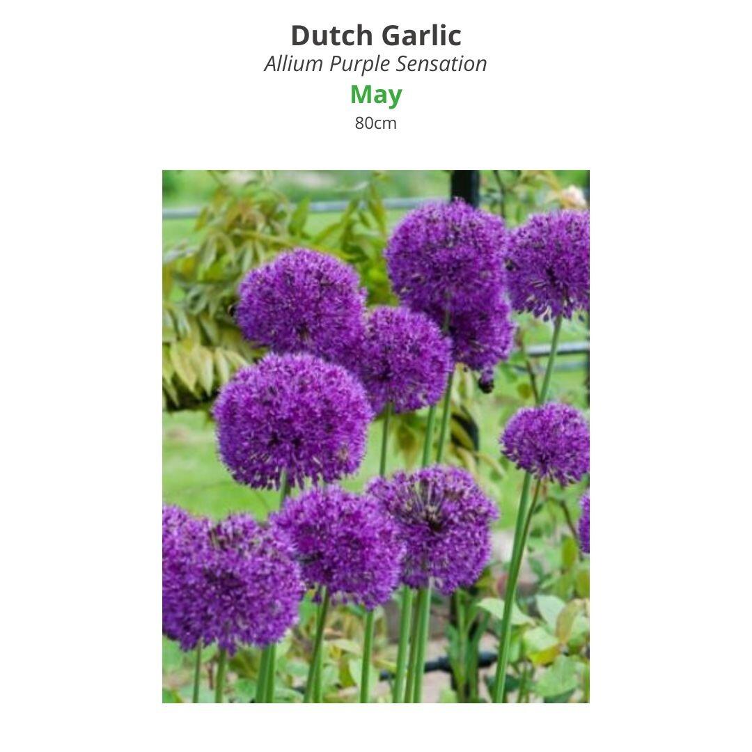 Dutch Garlic