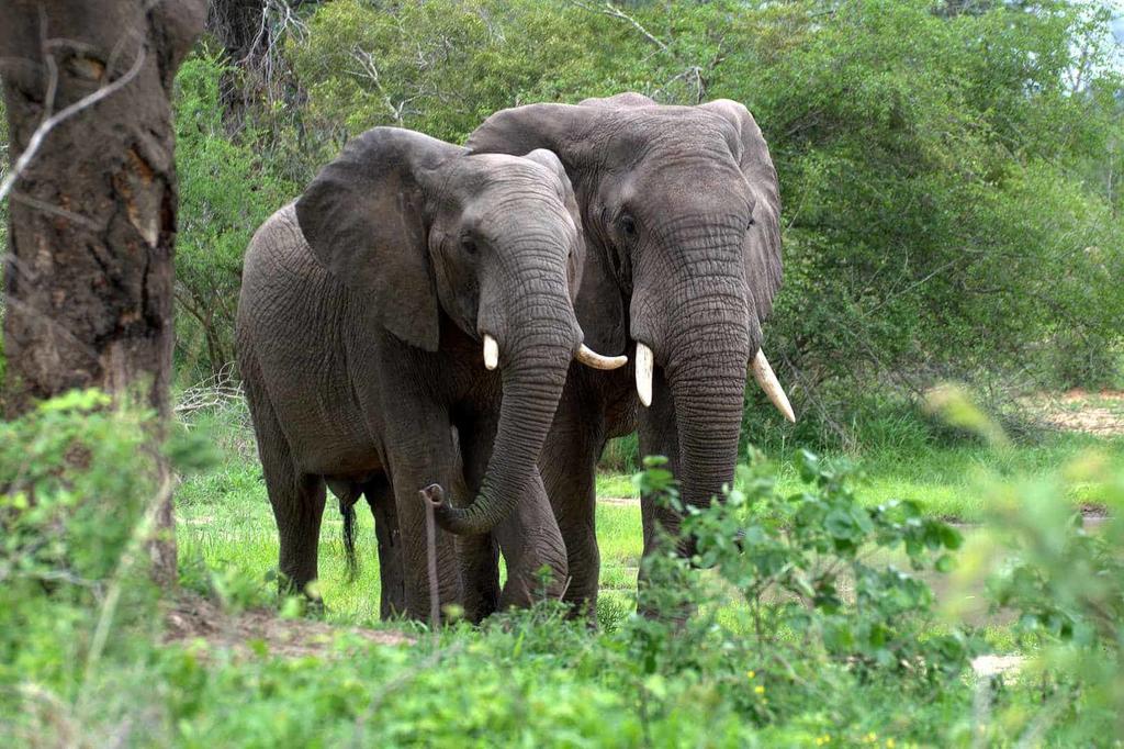 Do you know that the African Forest Elephant is a Natual Carbon Capture Agent?