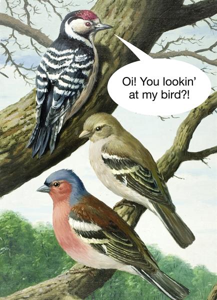 Oi! You lookin' at my bird?!