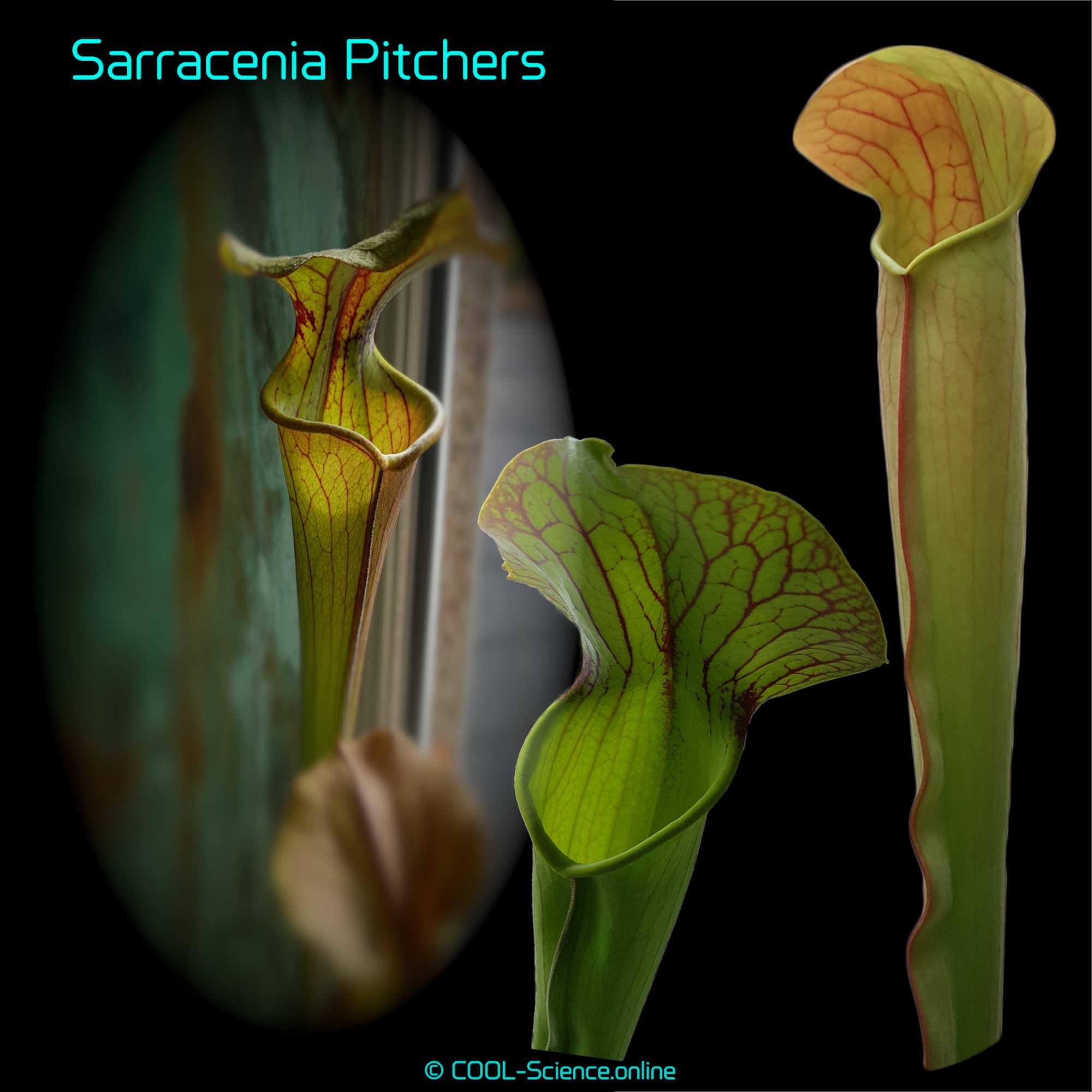 Sarracenia Pitchers