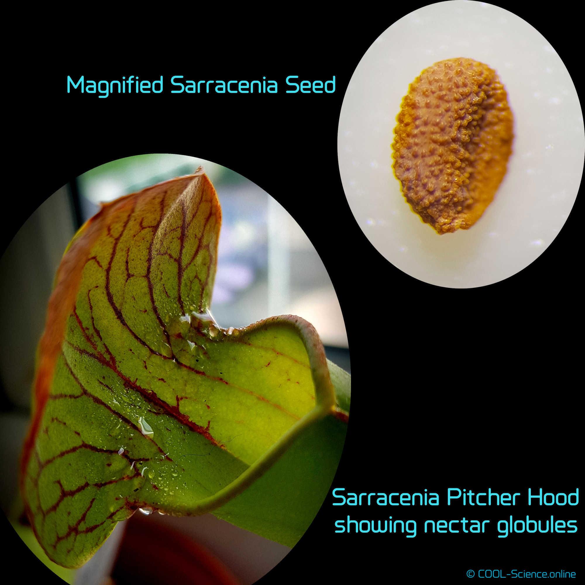 Sarracenia Seed and Pitcher hood showing nectar globules