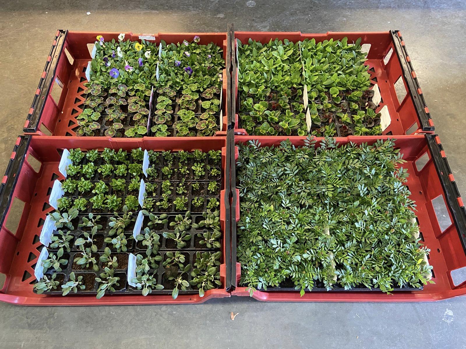 Bedding Plants (Per Strip of 10 or 6, depending on size)