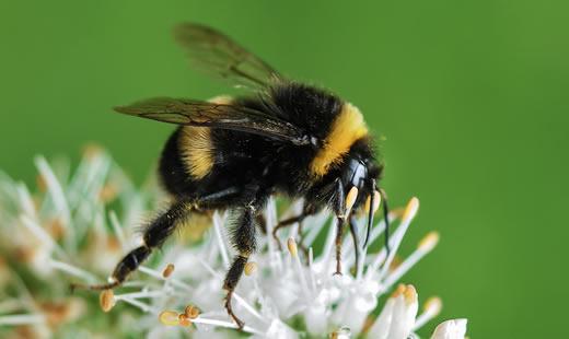How To Increase The Bee Population In Your Garden