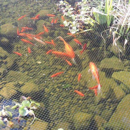 Pond Net 6m x 10m with Fixing Pegs