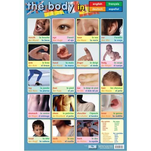 Educational Poster | Learn Parts of the Body in 4 Languages Reference Classroom Poster