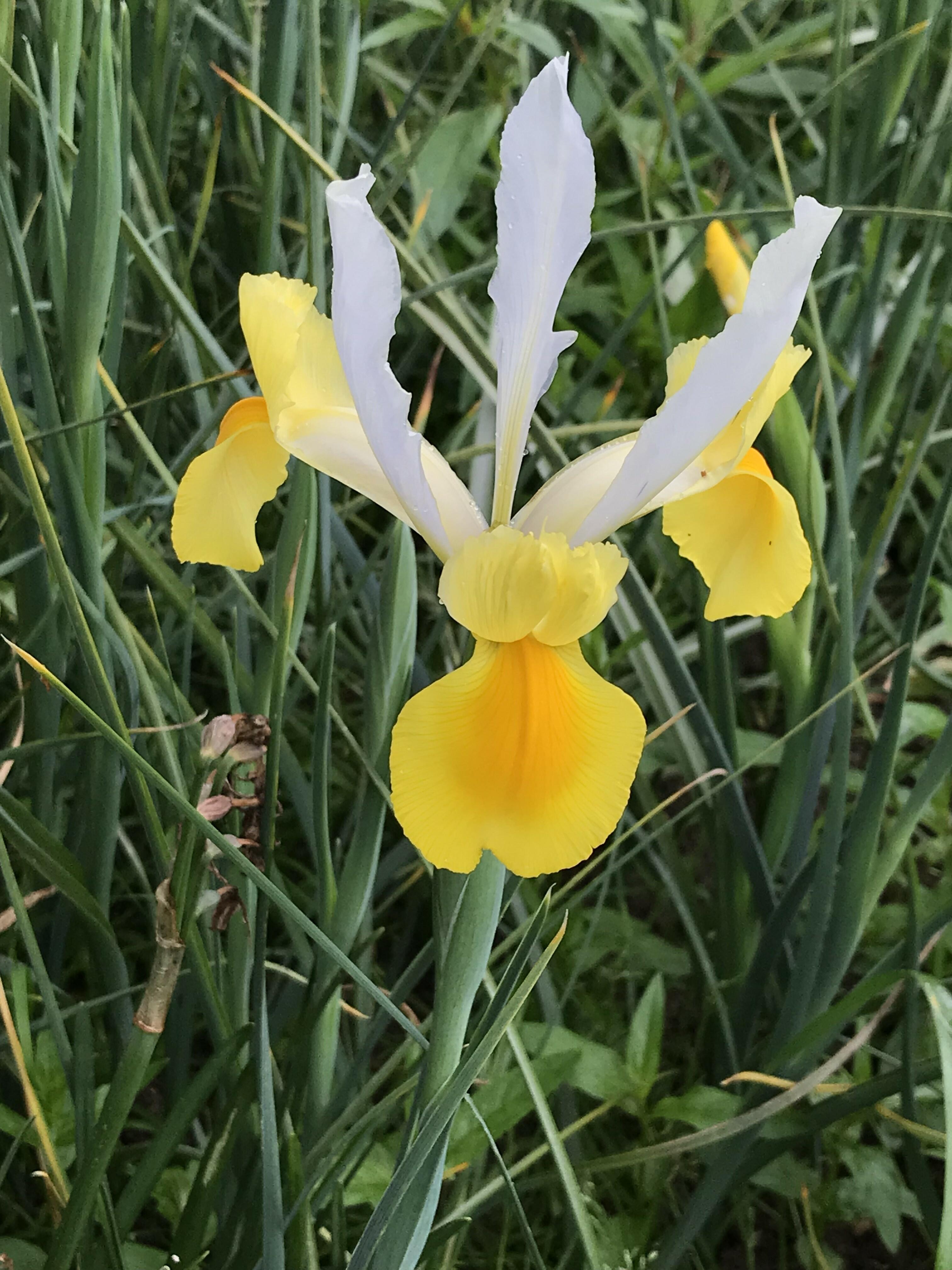 Dutch iris golden montecito