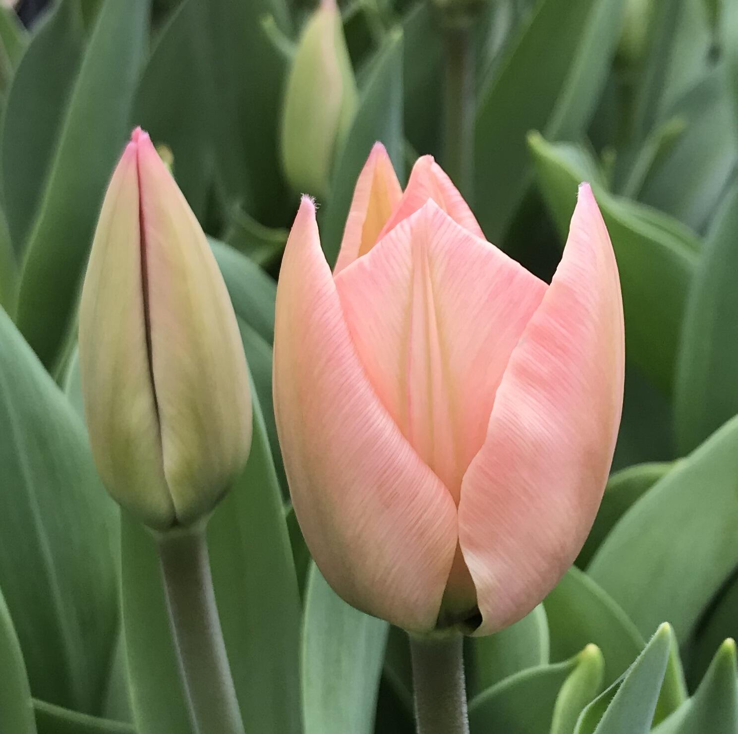 邦楽 TULIP The Complete Single Box VIZL-221 Tulips Single