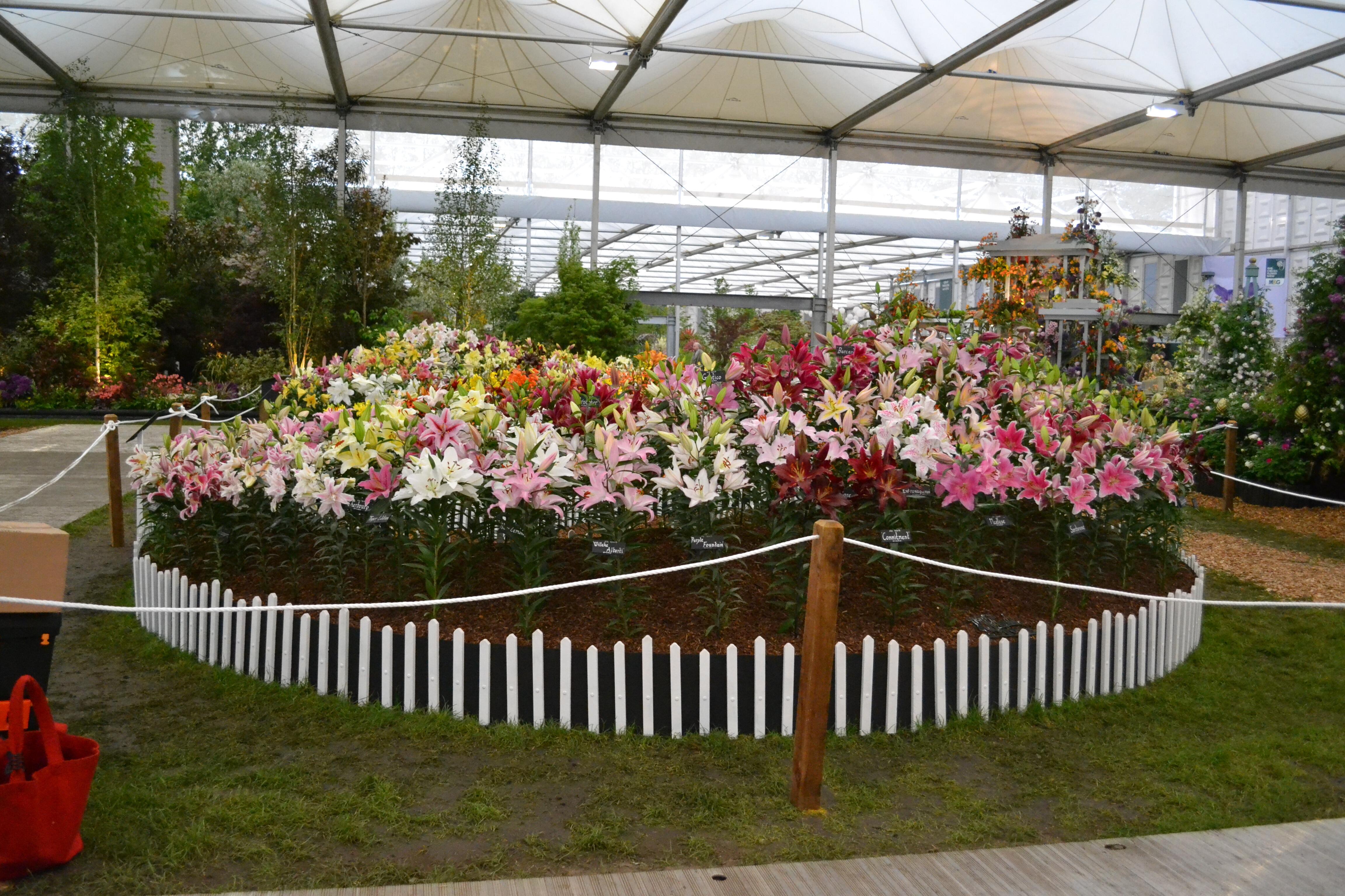 Mixed lily bed at Chelsea flower show
