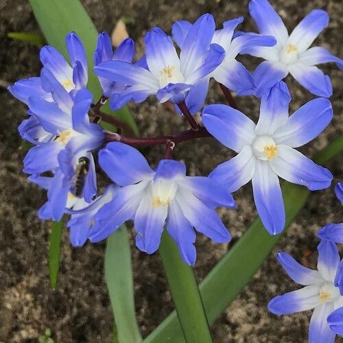 Chionodoxa forbesii deals