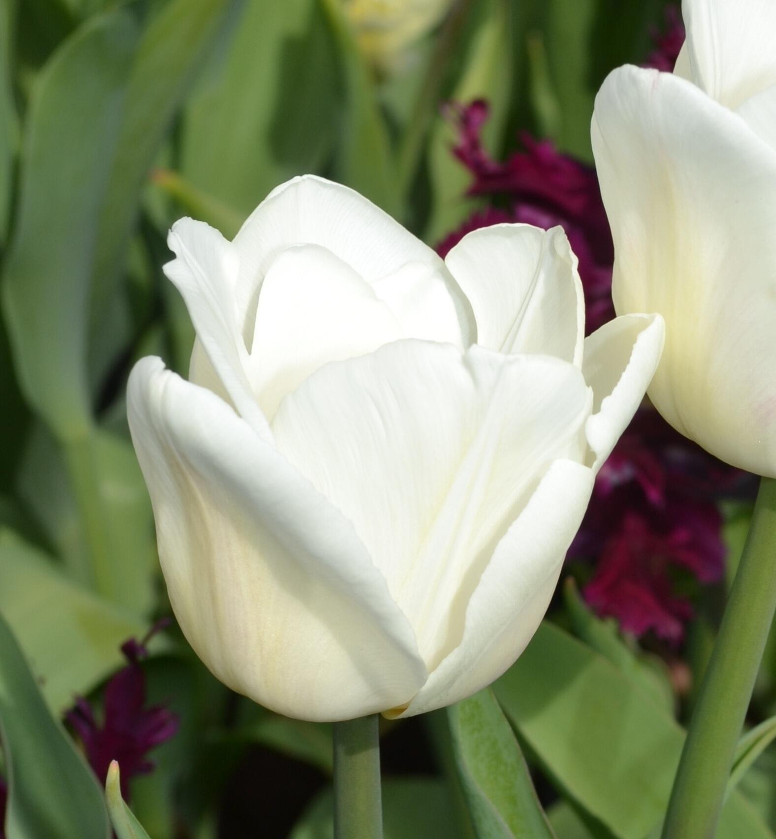 Tulips Single