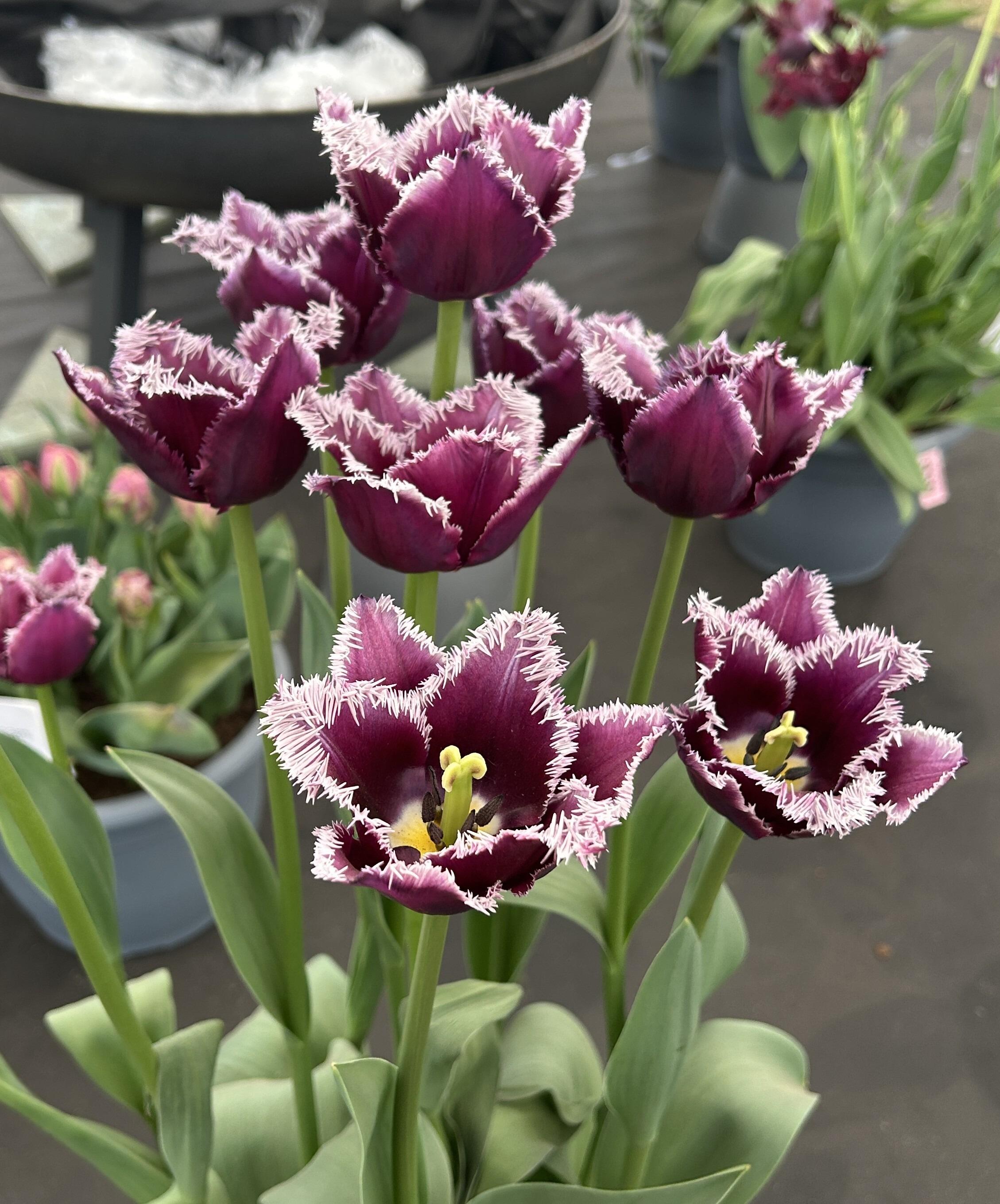 tulip様　⭐80 *️⃣220✳️45◆133　ミンクファー Tulips Parrot & Fringed