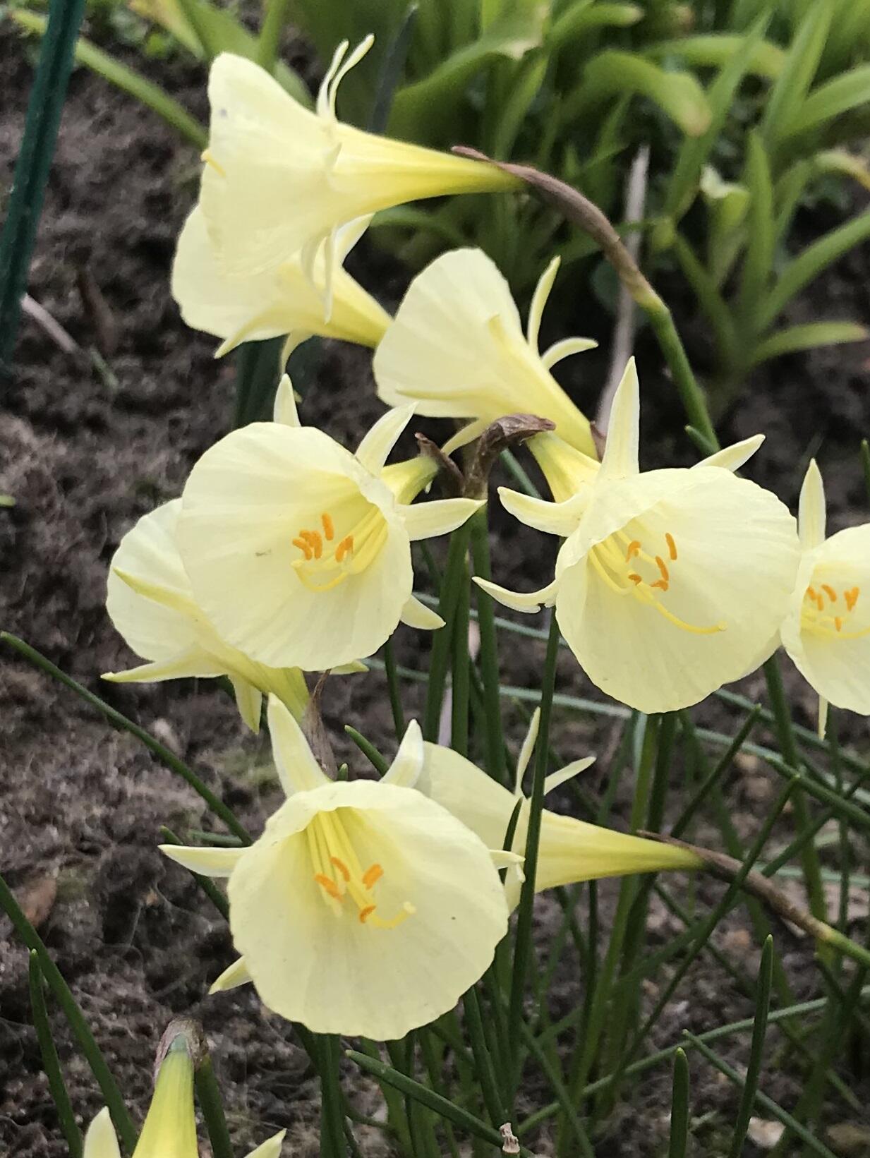 Narcissus Artic bells
