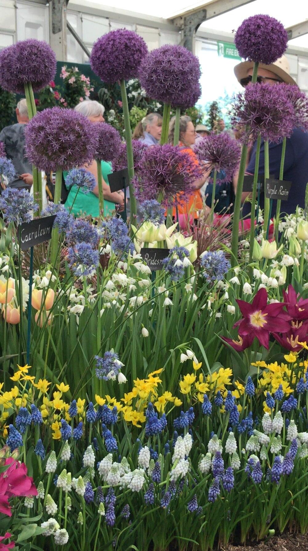 spring flowering pots Hampton Court 2022
