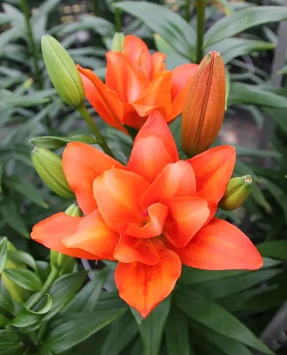 lily-butterfly-atlantis-