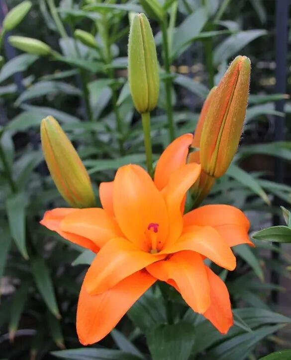 ｌｉｌｙ 　nella. x Garden of eden stella butterfly-stella-halftime-2025