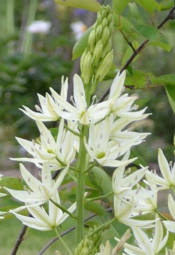 White Camassia flower stem