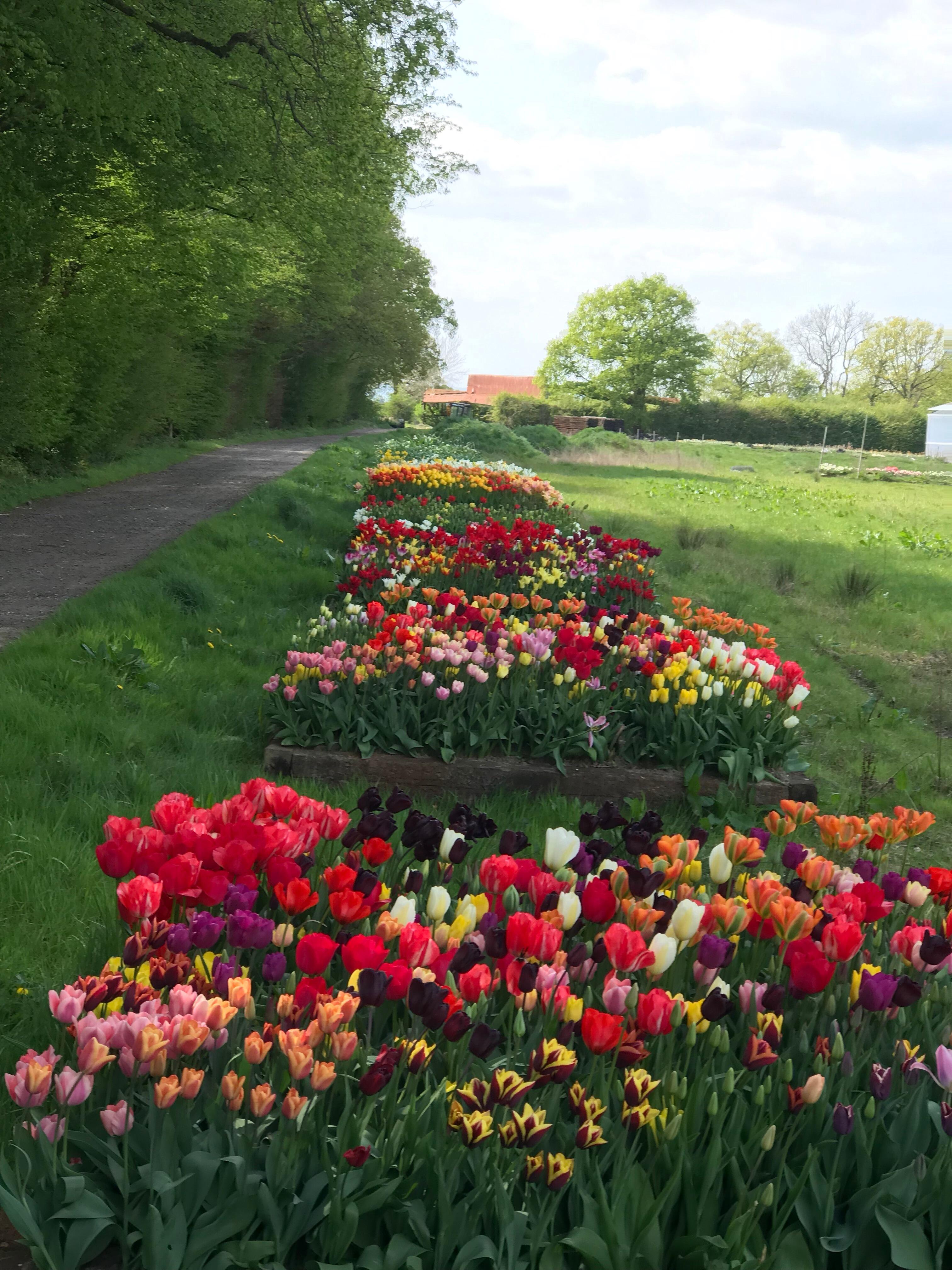 Display beds of tulips in 2022