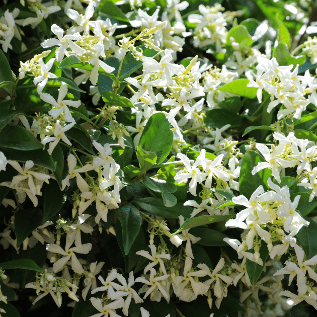 Eazy Plants - The Online Garden Centre - Rhyncospermum jasminoides 3L