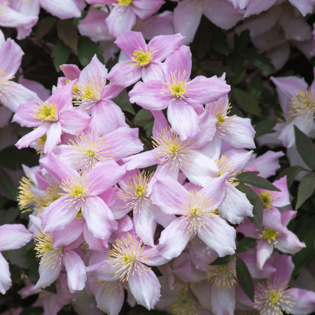 Eazy Plants - The Online Garden Centre - Clematis montana grandiflora 5L