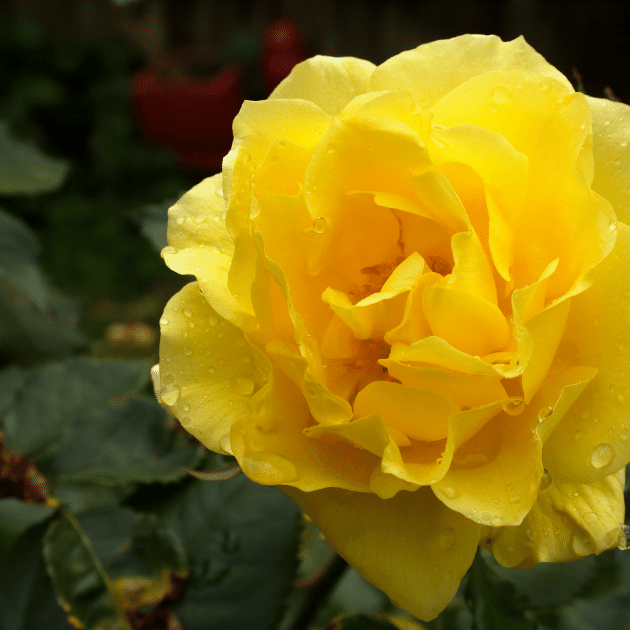 Eazy Plants - The Online Garden Centre - Rosa Mountbatten 4L