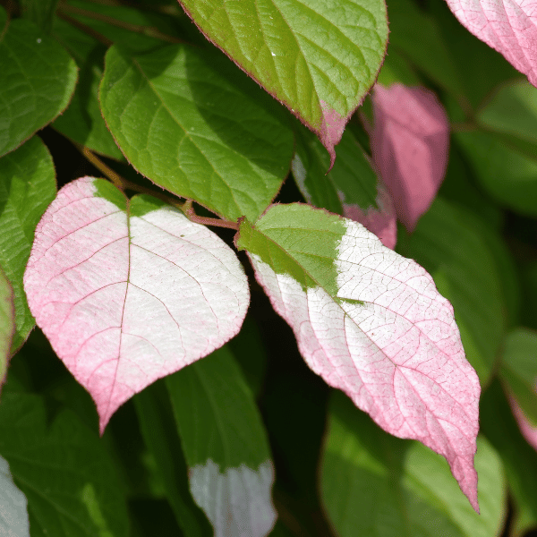 Eazy Plants - The Online Garden Centre - Actinidia Kolomikta 2.5L
