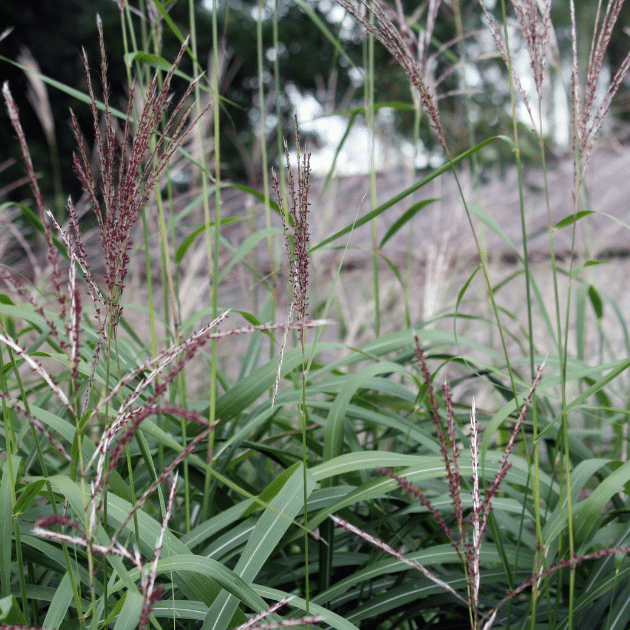 Grasses