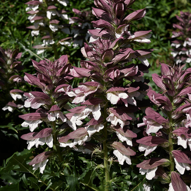 Eazy Plants - The Online Garden Centre - Acanthus 'Morning Candle' 2L